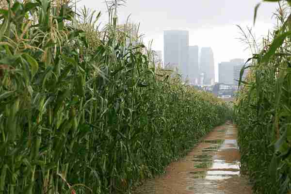 From Field to Fork: The Fascinating World of Corn Processing 4 Exploring sustainable practices in the corn industry