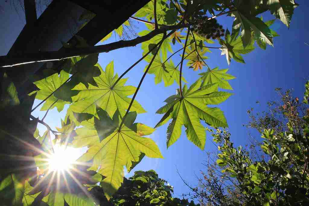 Shining Bright: The Art of Rice Polishing