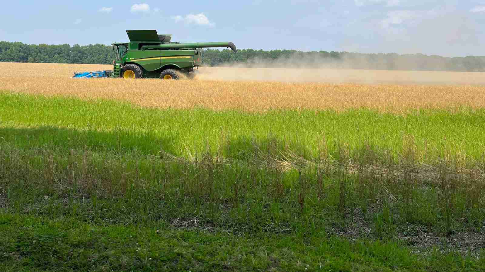 The Art of Automated Harvest: Unveiling the Paddy Processing Machine