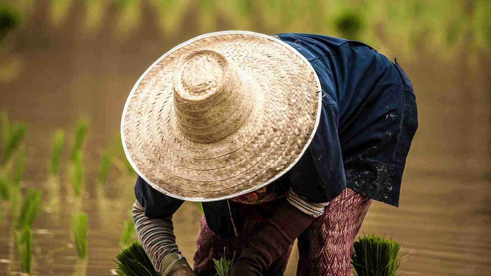 The Paddy Processing Powerhouse: Revolutionizing Rice Production