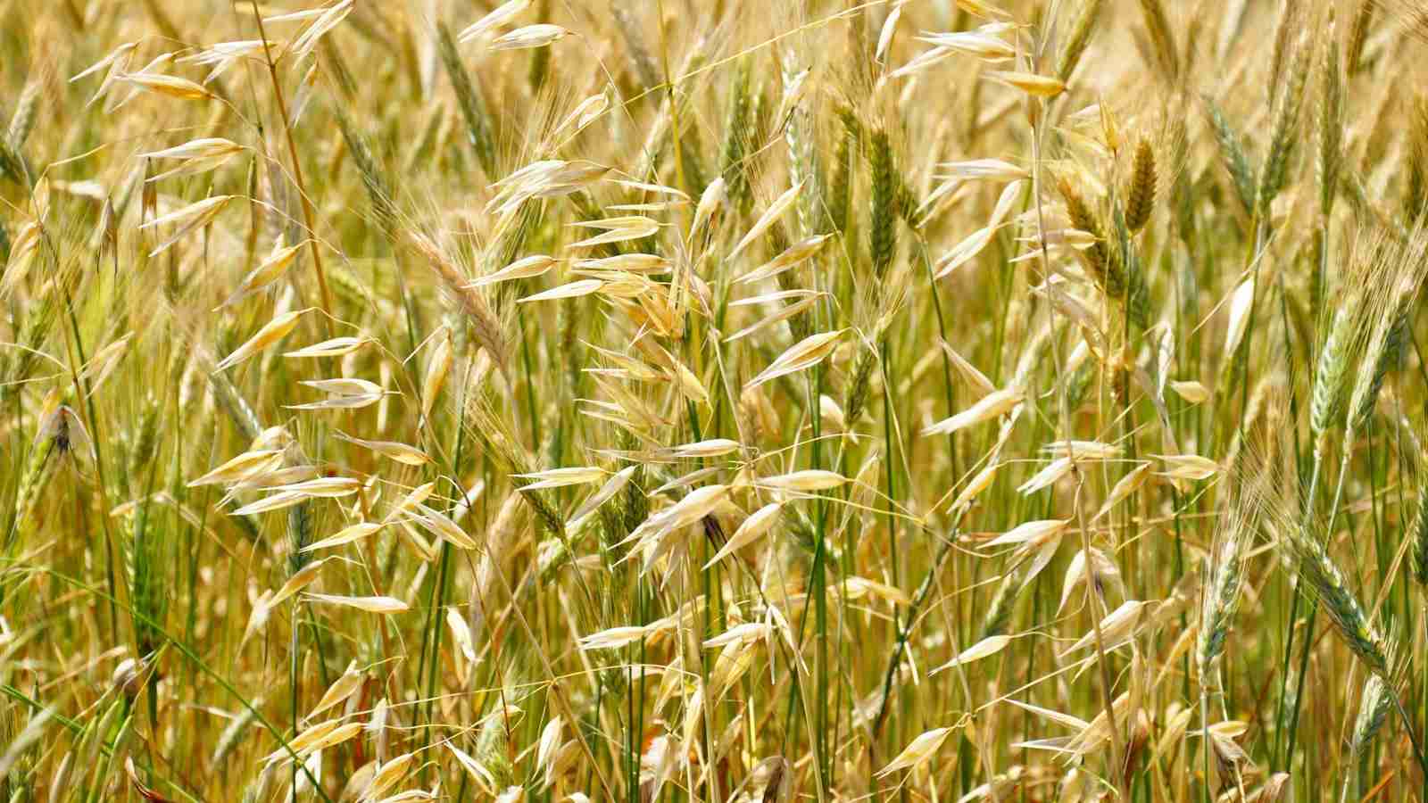 The Grain Grind: Inside the Rice Mill Plant