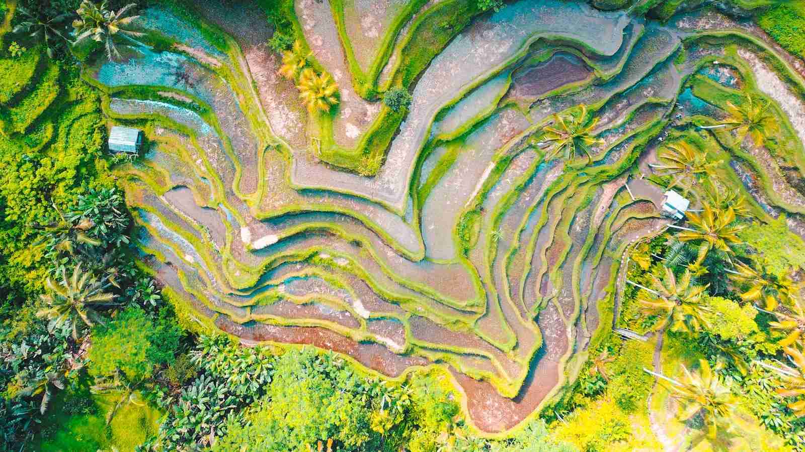 Shining a Light on the Mini Rice Polisher