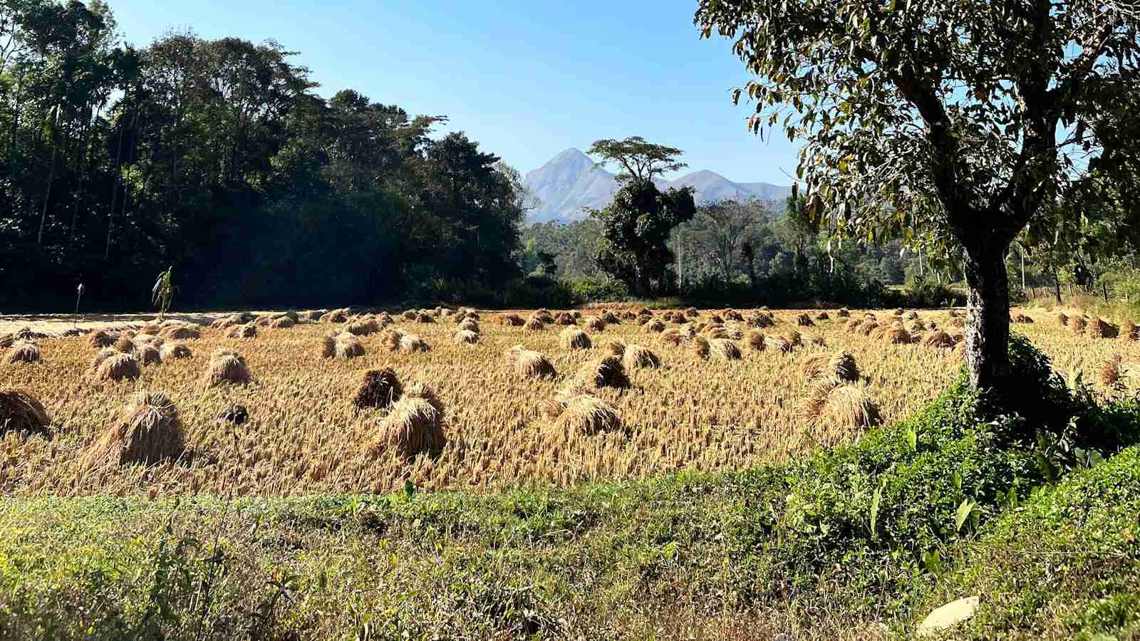 The Art of Paddy Processing: Cultivating Quality Grains