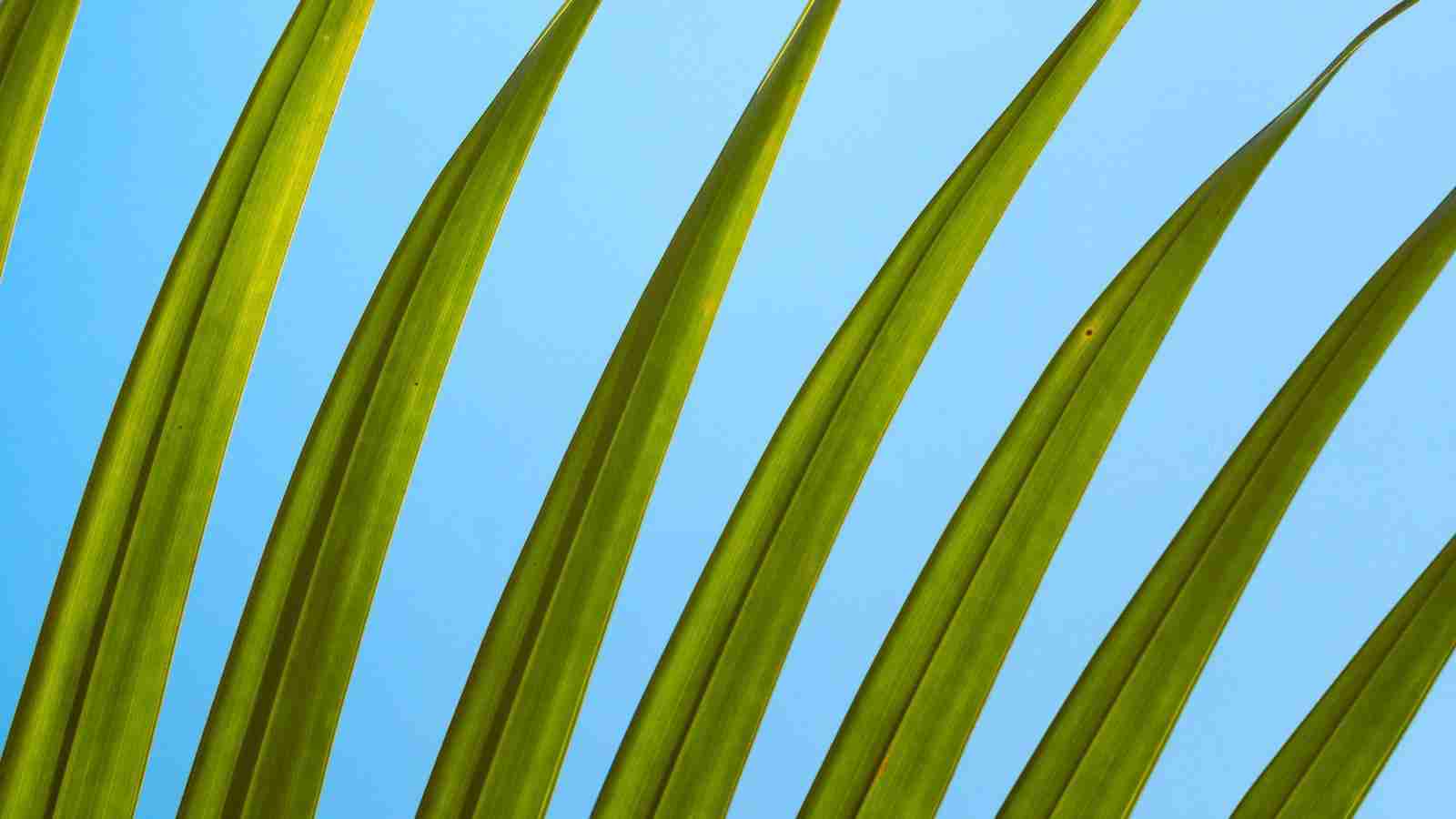 Fusing Efficiency: The Combined Mini Rice Mill