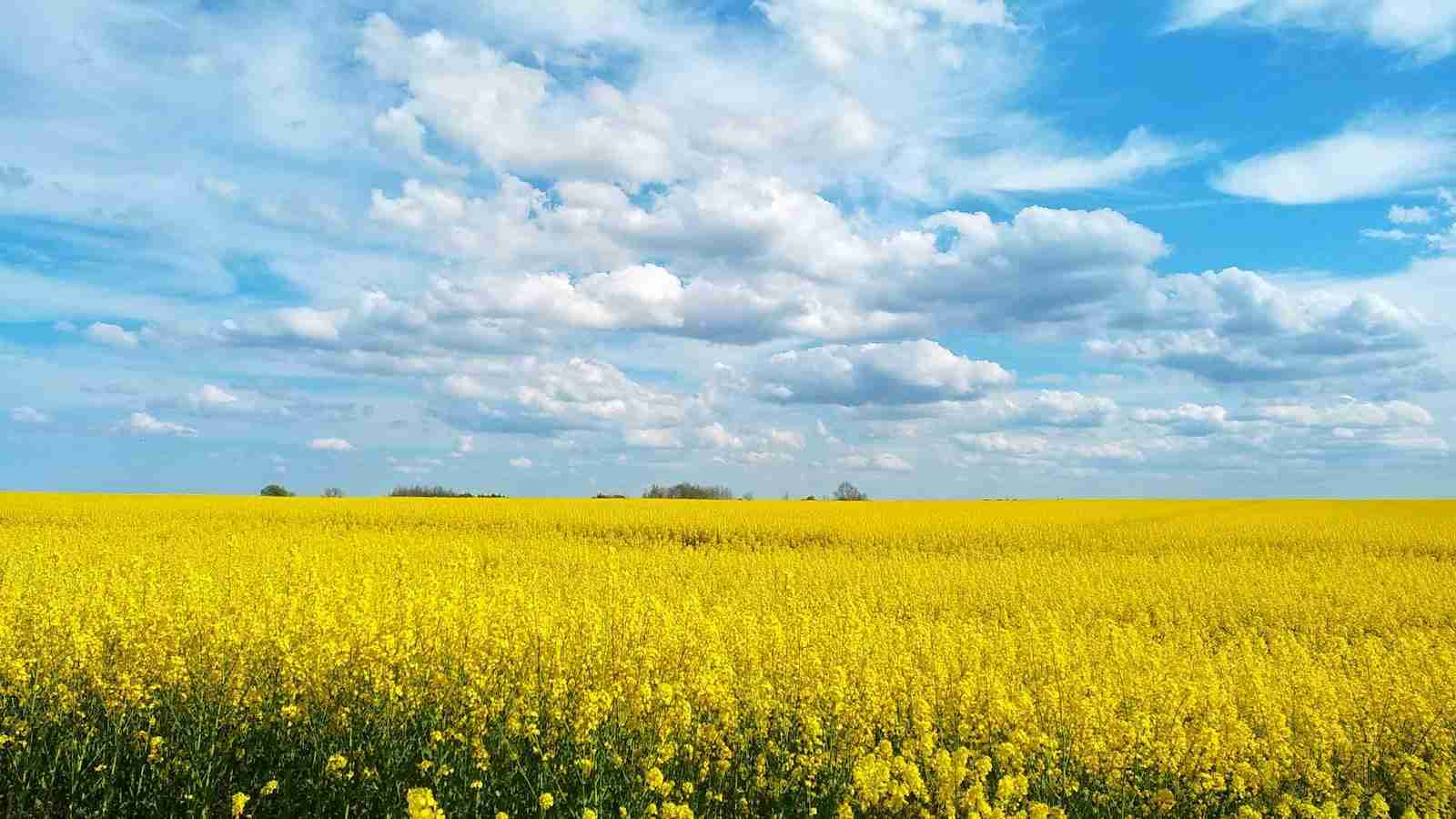 From Field to Fork: Inside a Rice Processing Plant