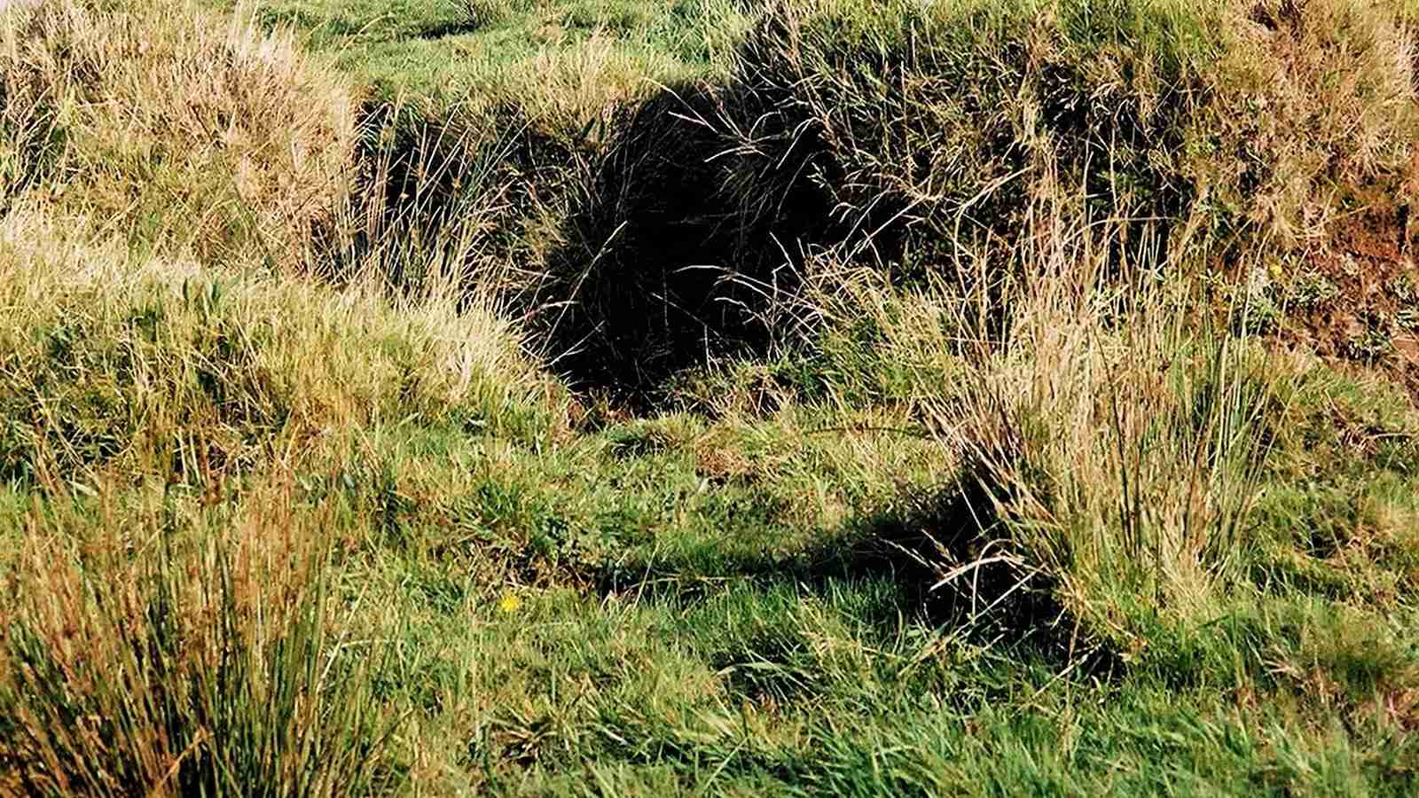 The Art of Paddy Processing: Inside a Factory