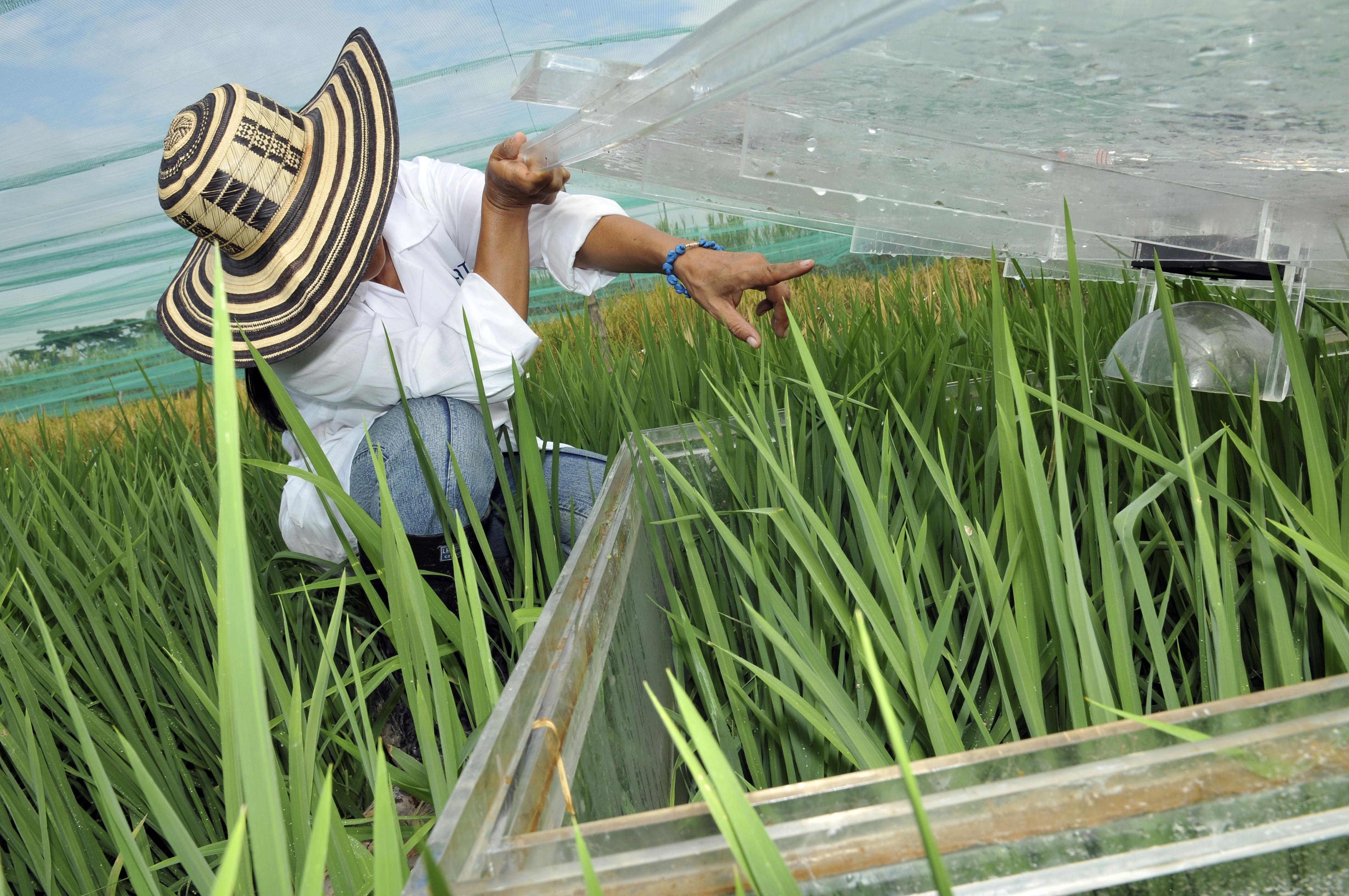 The Golden Grain: Inside a Paddy Processing Factory 3 Exploring the Machinery and Technology Behind Rice Production