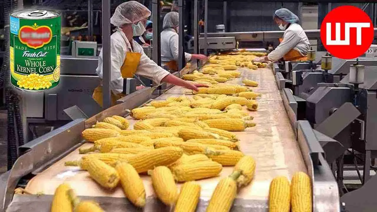 Corn to the Core: The Process of Corn Processing 3 Efficient Techniques for Corn Processing