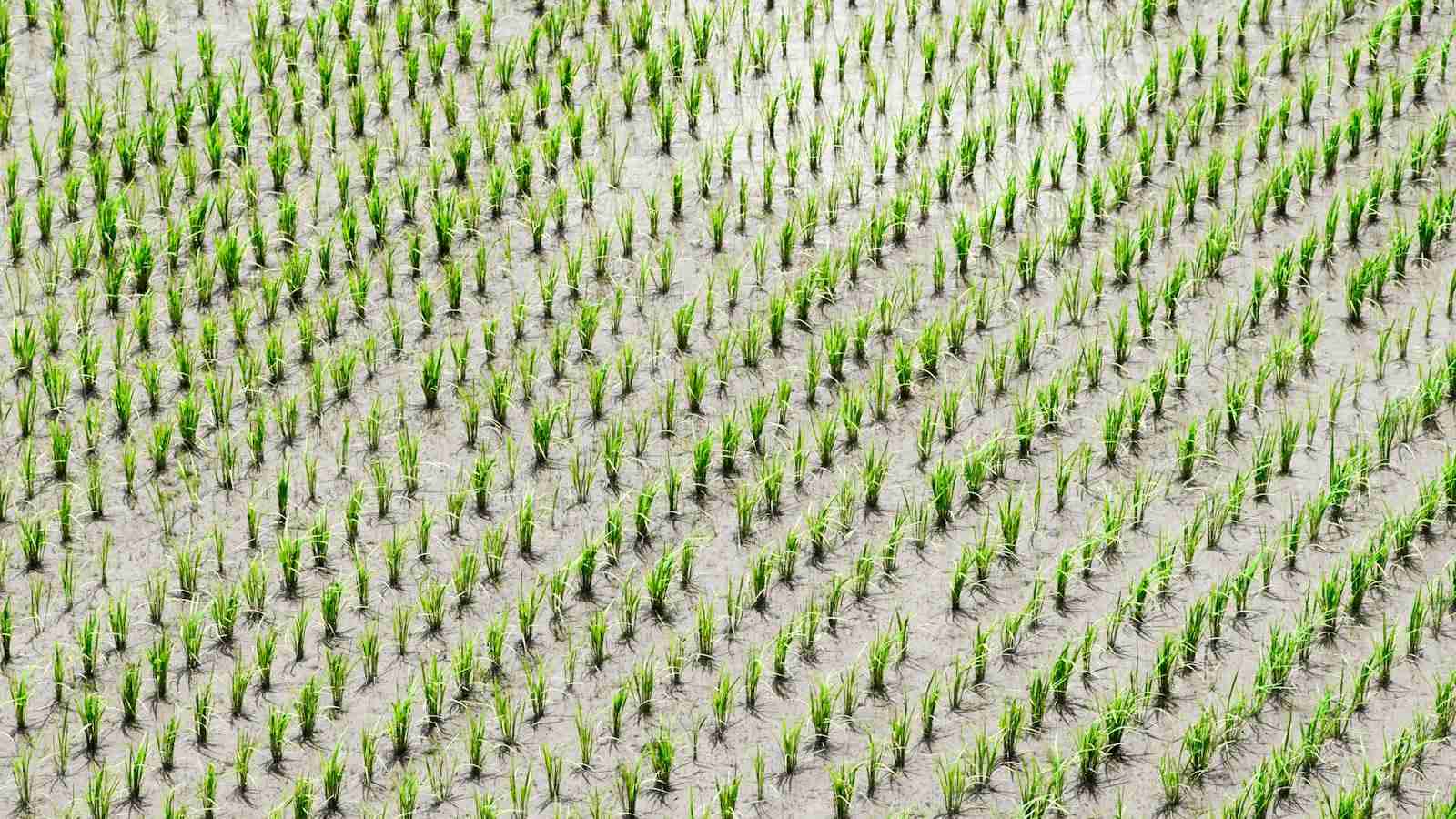 The Heart of Grain: The Rice Mill Plant 1 Overview of Rice Milling Process