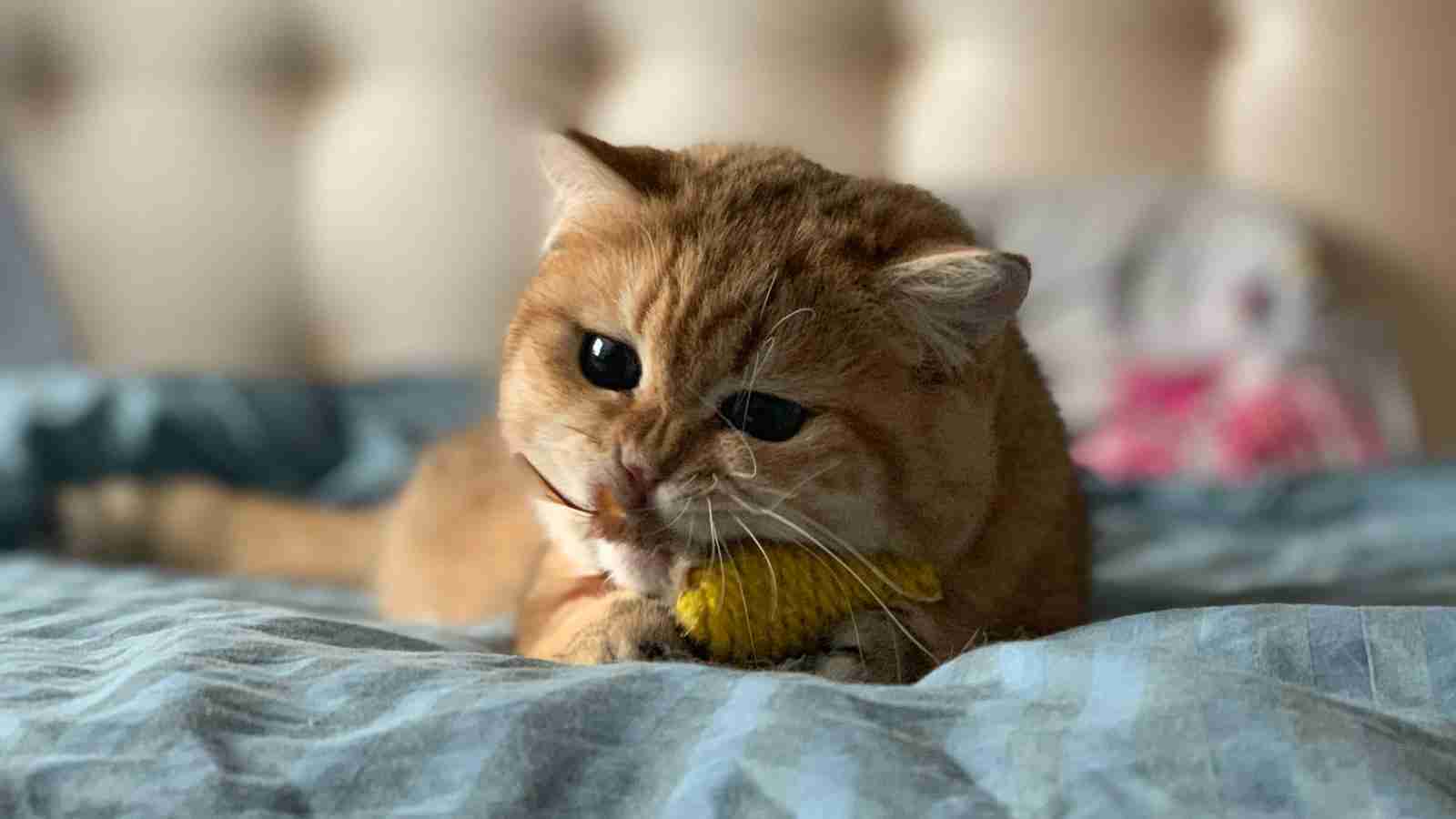 The Mighty Mini: Unlocking the Potential of the Mini Rice Mill 1 Heading 1: Revolutionizing Rice Milling Practices with Mini Rice Mills