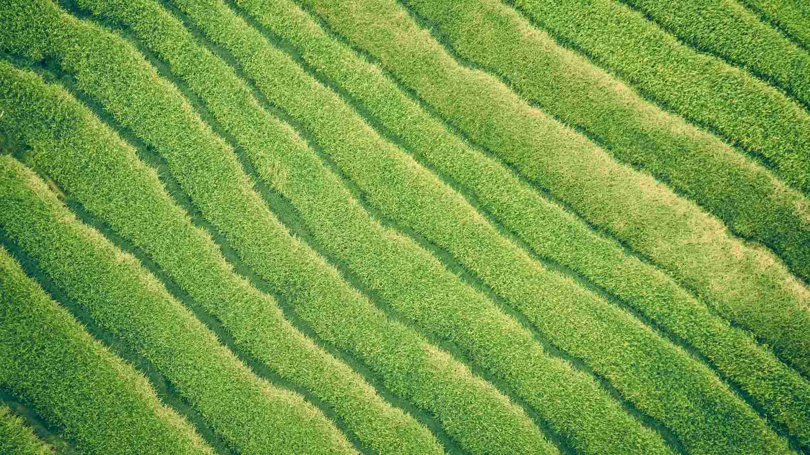 The Art of Paddy Processing: Cultivating Quality Grains 1 Exploring the Traditional Methods of Paddy Processing