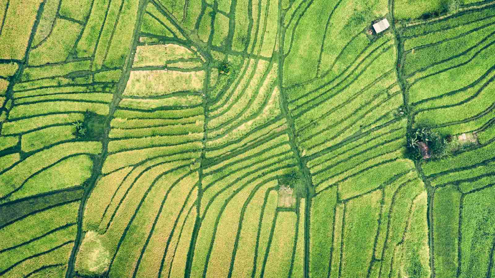 The Golden Grain: Inside a Paddy Processing Factory 1 Unveiling the Paddy Processing Process
