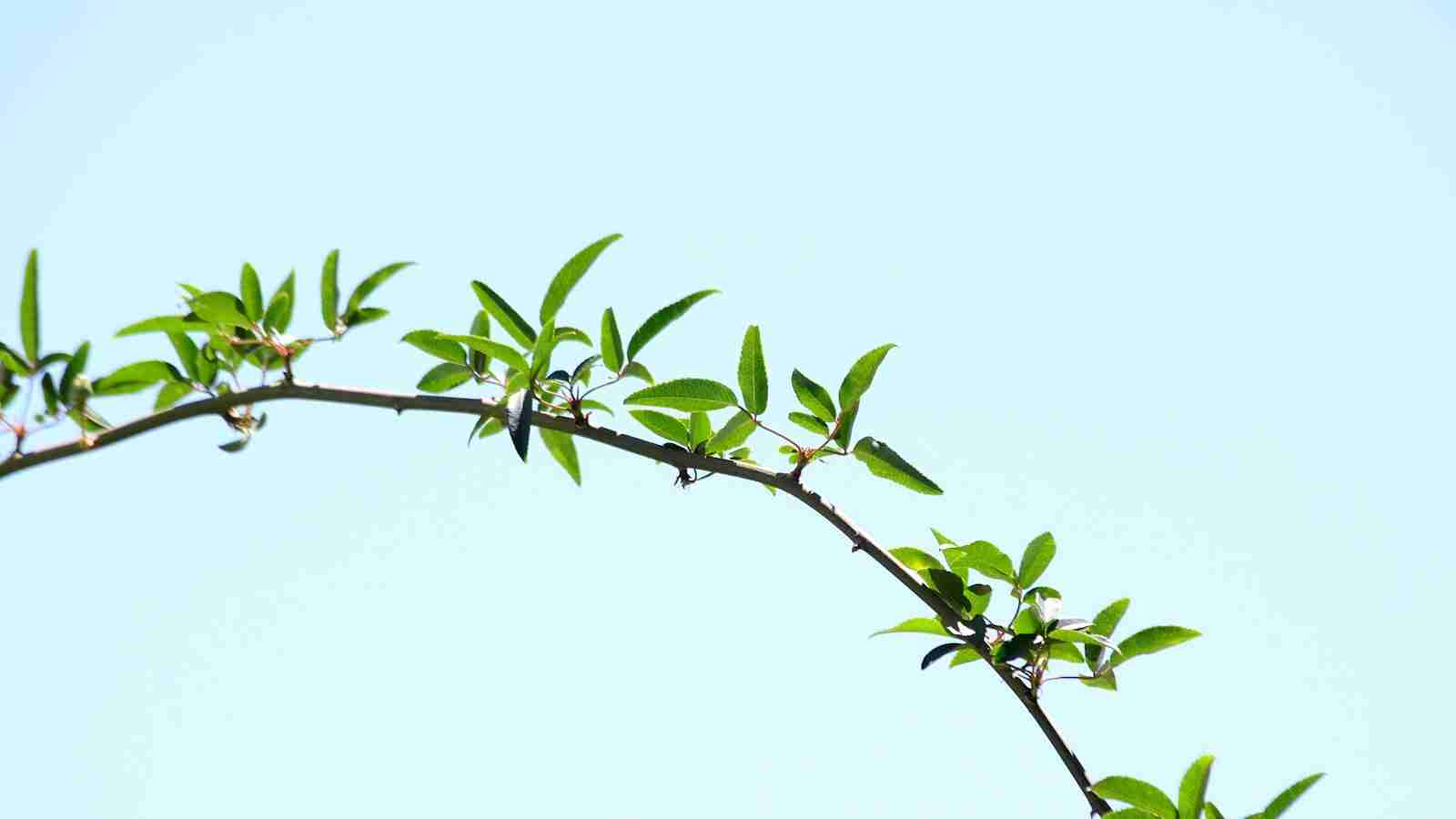 The Evolution of Efficient Rice Milling Machines 3 - Sustainable Rice Milling Practices: Balancing Productivity and Environmental Concerns