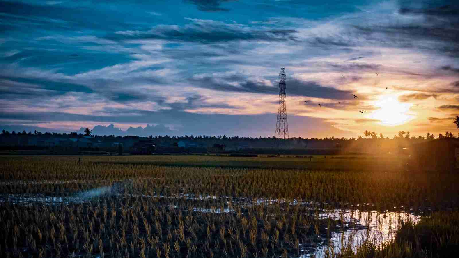 The Art of Paddy Processing: A Detailed Look 2 Exploring Traditional vs Modern Methods of Paddy Processing