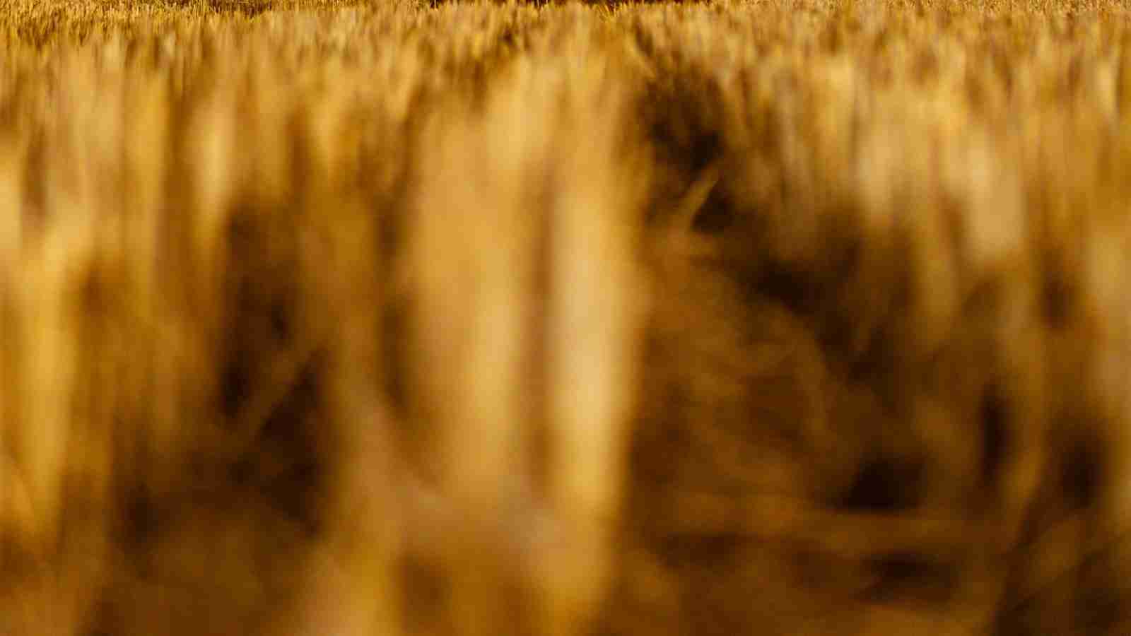 The Golden Grain: Inside a Paddy Processing Factory 2 From Harvest to Storage: The Journey of the Golden Grain