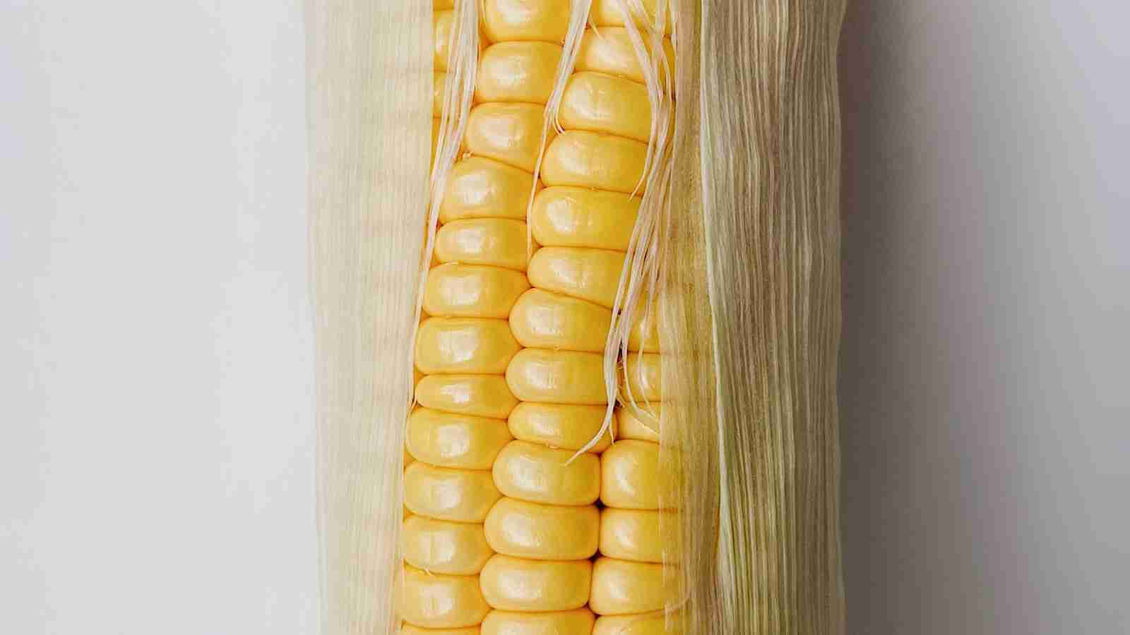 The Art of Corn Processing: From Kernel to Product 2 Traditional vs. Modern Corn Processing Techniques: A Comparative Analysis