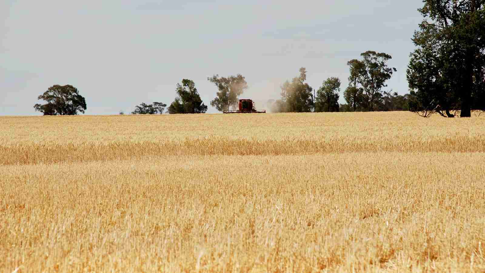 The Handy Harvester: Portable Rice Milling Machine 3 Key Factors to Consider Before Investing in a Handy Harvester
