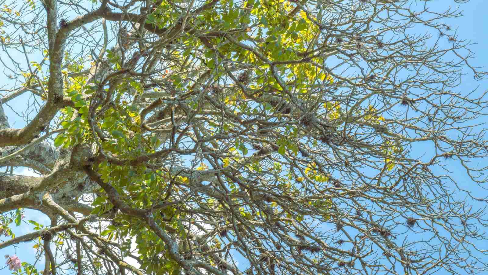 The Evolution of Efficient Rice Milling Machines 2 - Enhancing Efficiency in Rice Milling: The Role of Automation and Robotics