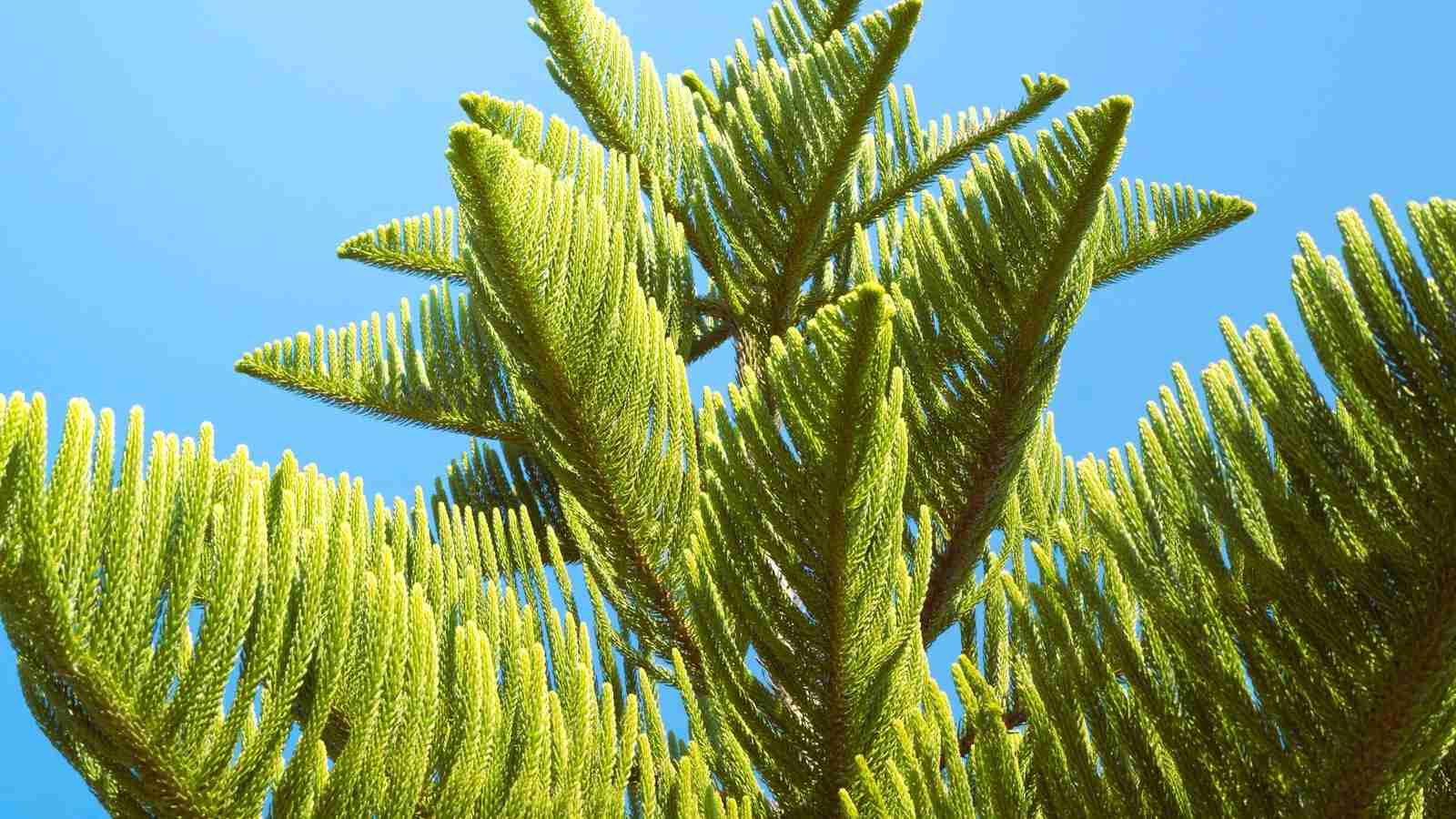 Unveiling the Two-Ton Rice Mill Project: A Sustainable Solution 2 Efficiency and Sustainability in Rice Milling Operations