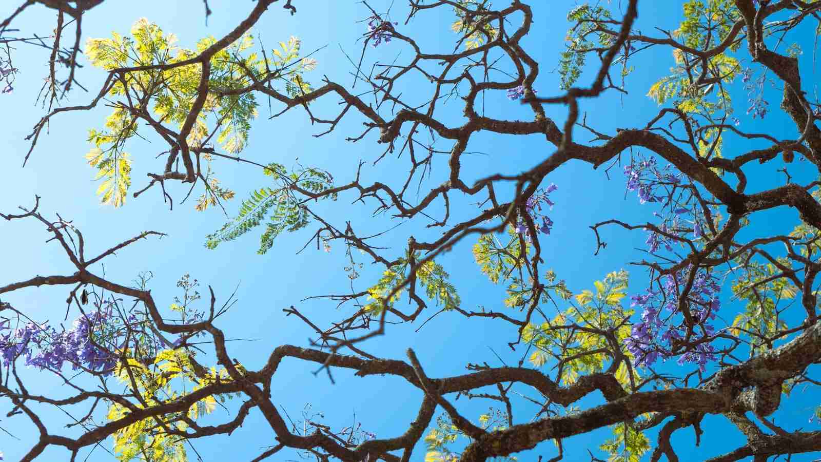 The Paddy Processing Powerhouse: Revolutionizing Rice Production 2 Enhancing Efficiency and Quality in Paddy Processing