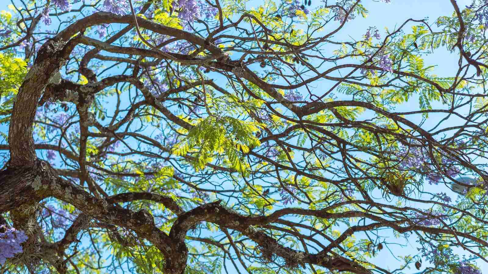 The Art of Automated Harvest: Unveiling the Paddy Processing Machine 1 Exploring the Evolution of Paddy Processing Machines