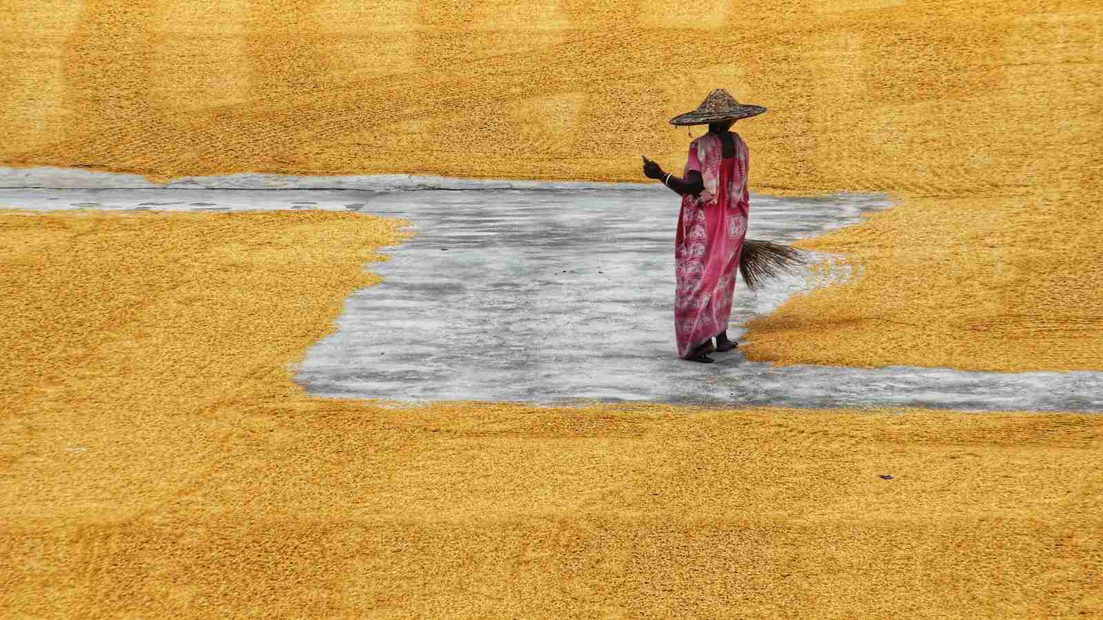 Unveiling the Two-Ton Rice Mill Project: A Sustainable Solution 1 Overview of the Two-Ton Rice Mill Project