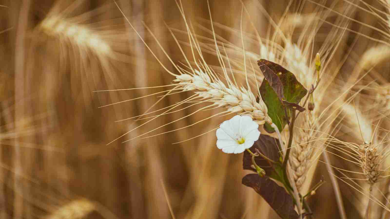 The Art of Cereal Milling: From Grain to Grain 1 The Importance of Proper Grain Selection