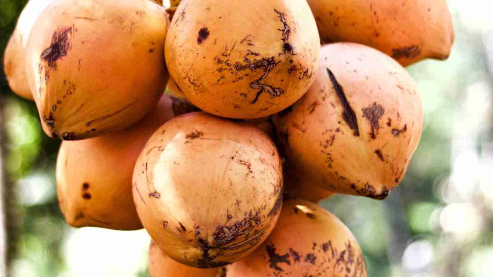 The Rice Renovation: Inside a Paddy Processing Plant 2 Analyzing the Modern Processing Methods