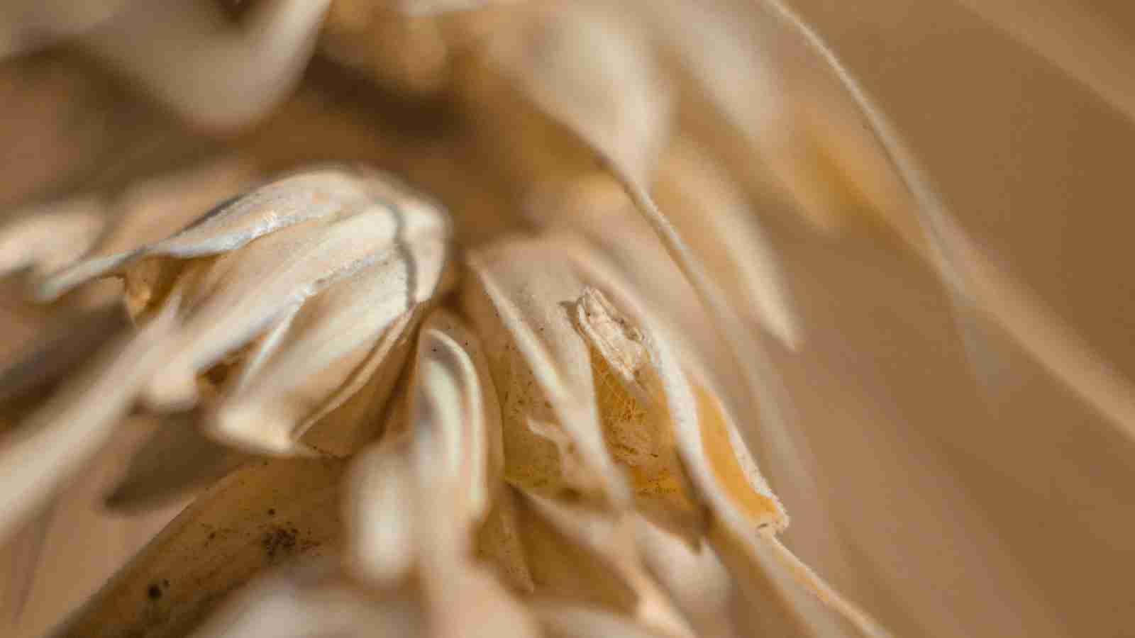 Rice Royalty: Unveiling the Best Rice Mill Innovations