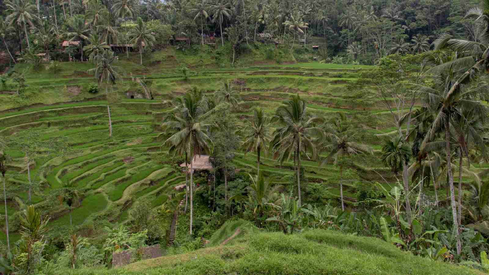 The Art of Rice Processing: Inside a Modern Plant