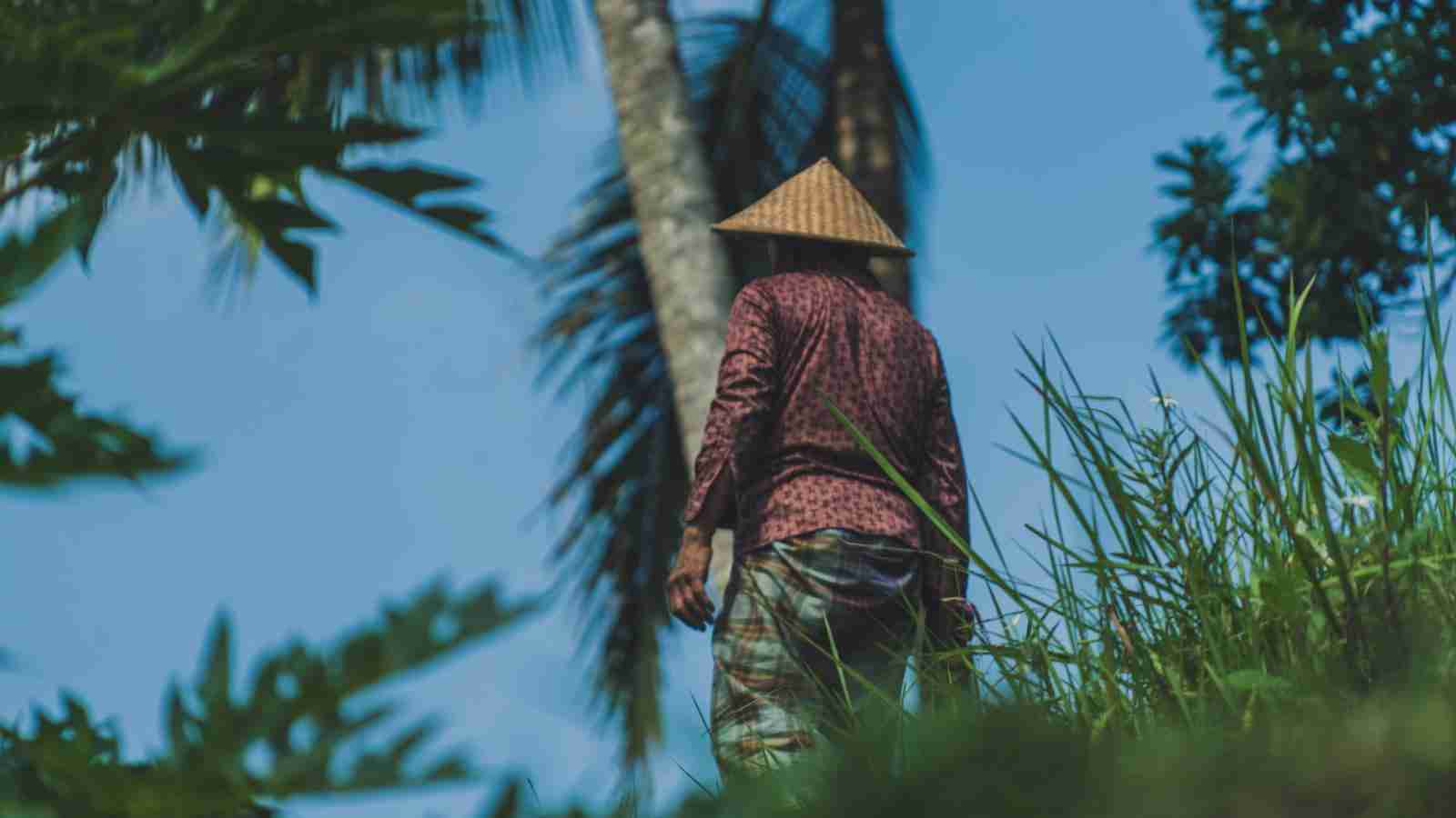 Unveiling the Inner Workings of a Rice Mill