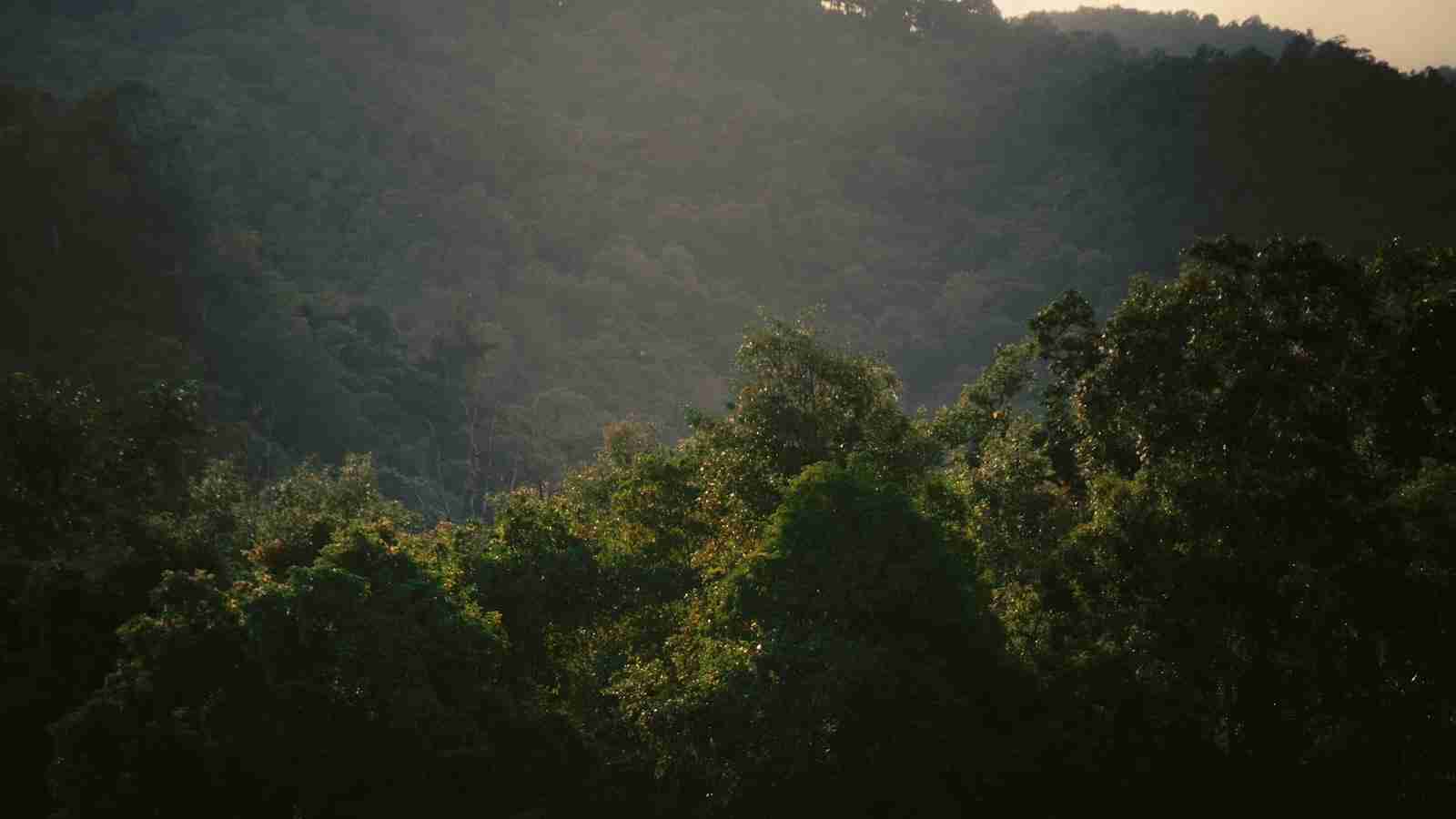 The Art of Rice: Unveiling the Secrets of Paddy Processing
