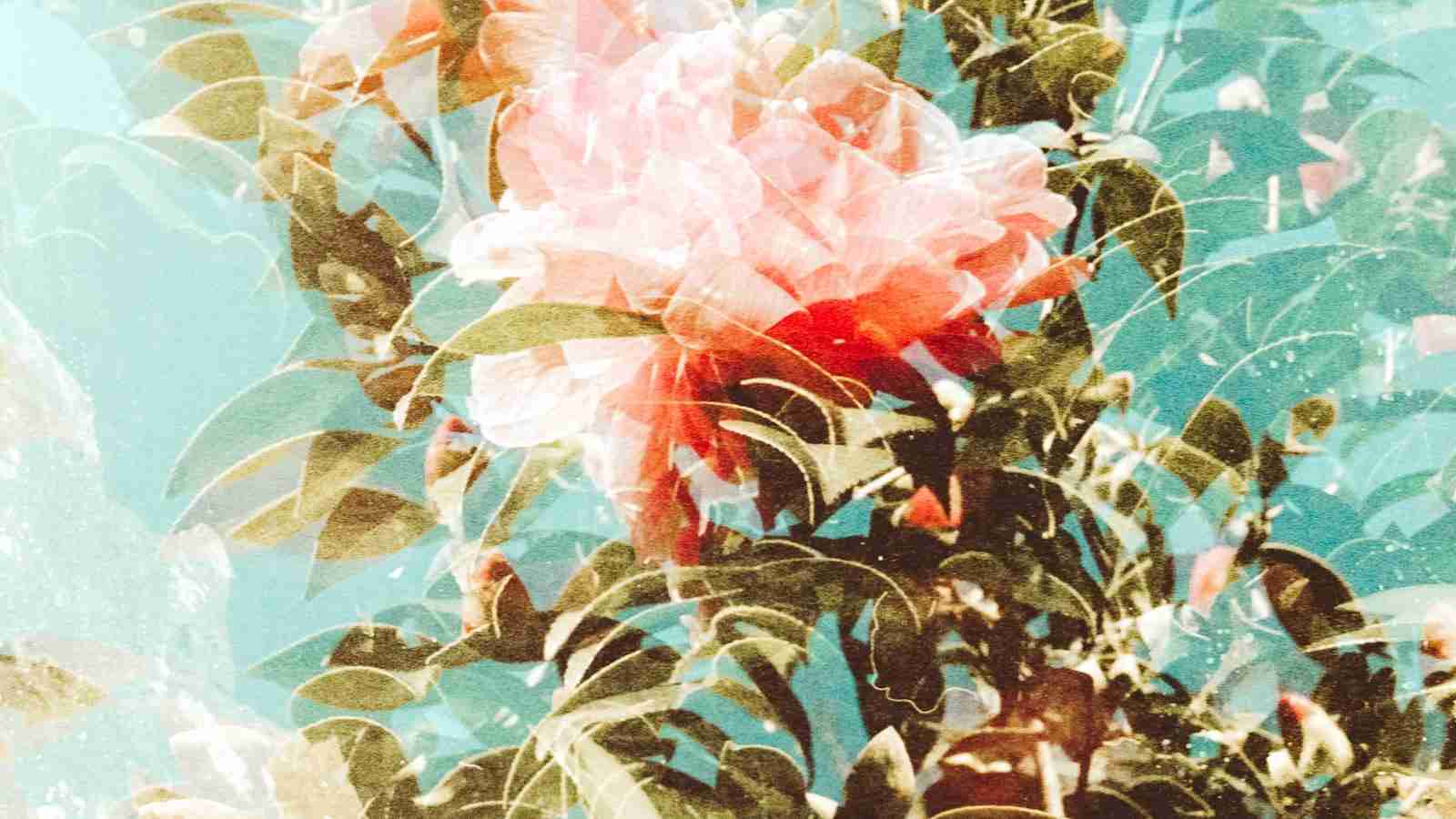 The Art of Automating Rice: A Look at Rice Processing Machinery