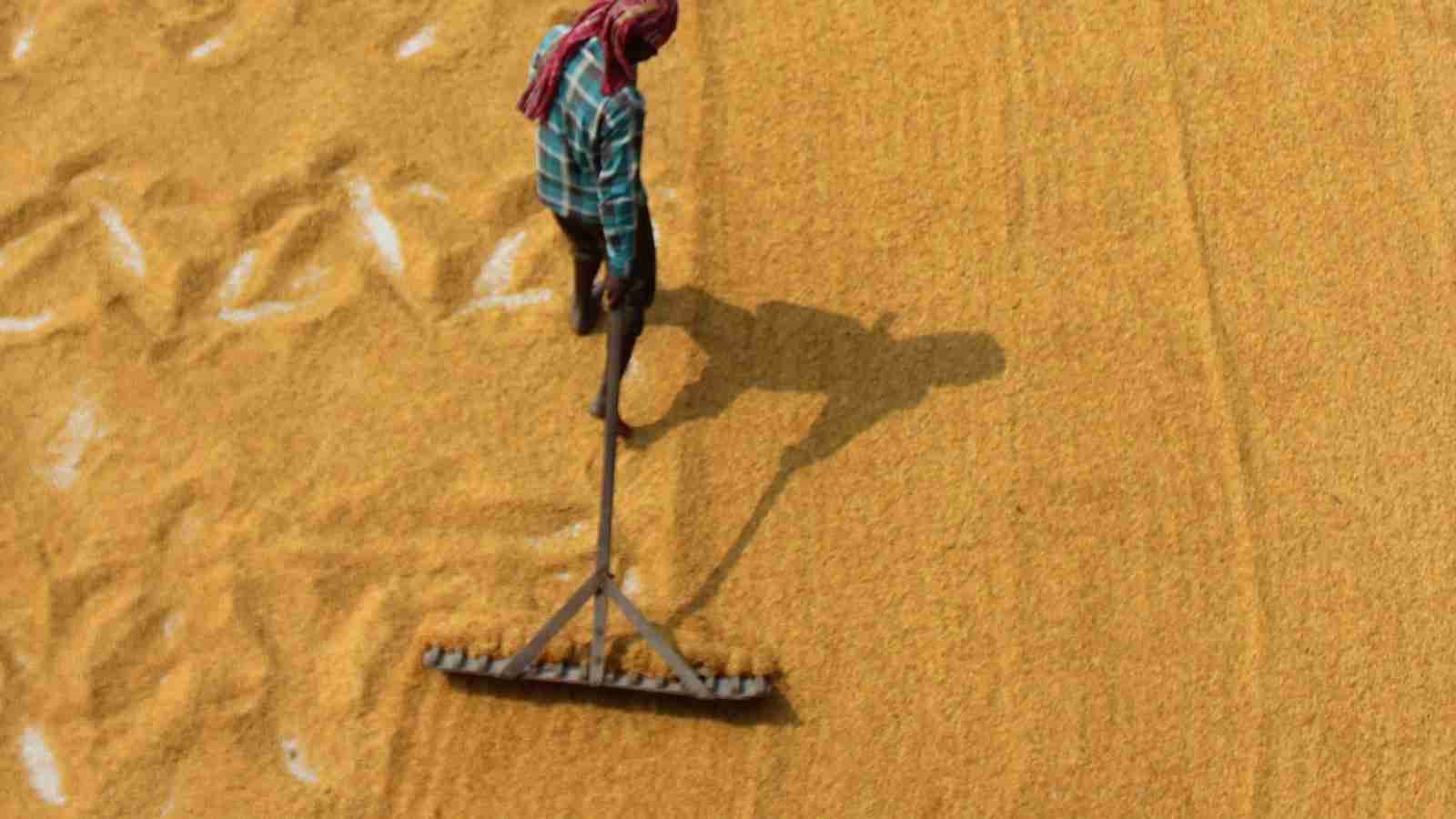 The Pinnacle of Efficiency: Exploring the Rice Mill Plant