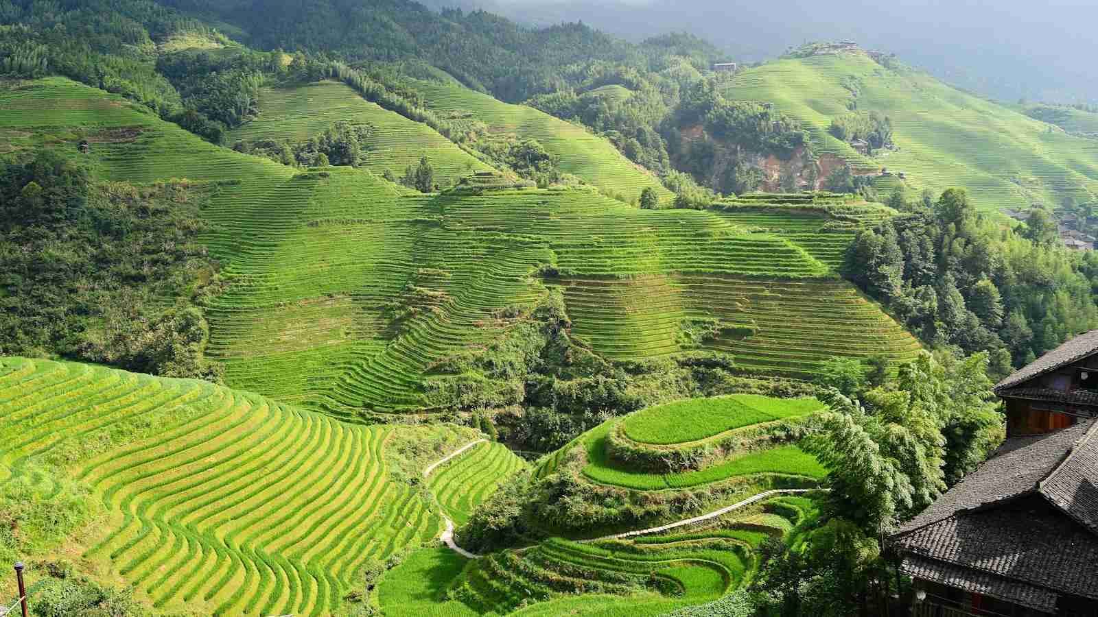 The Ultimate Rice Milling Solution: The Combined Machine