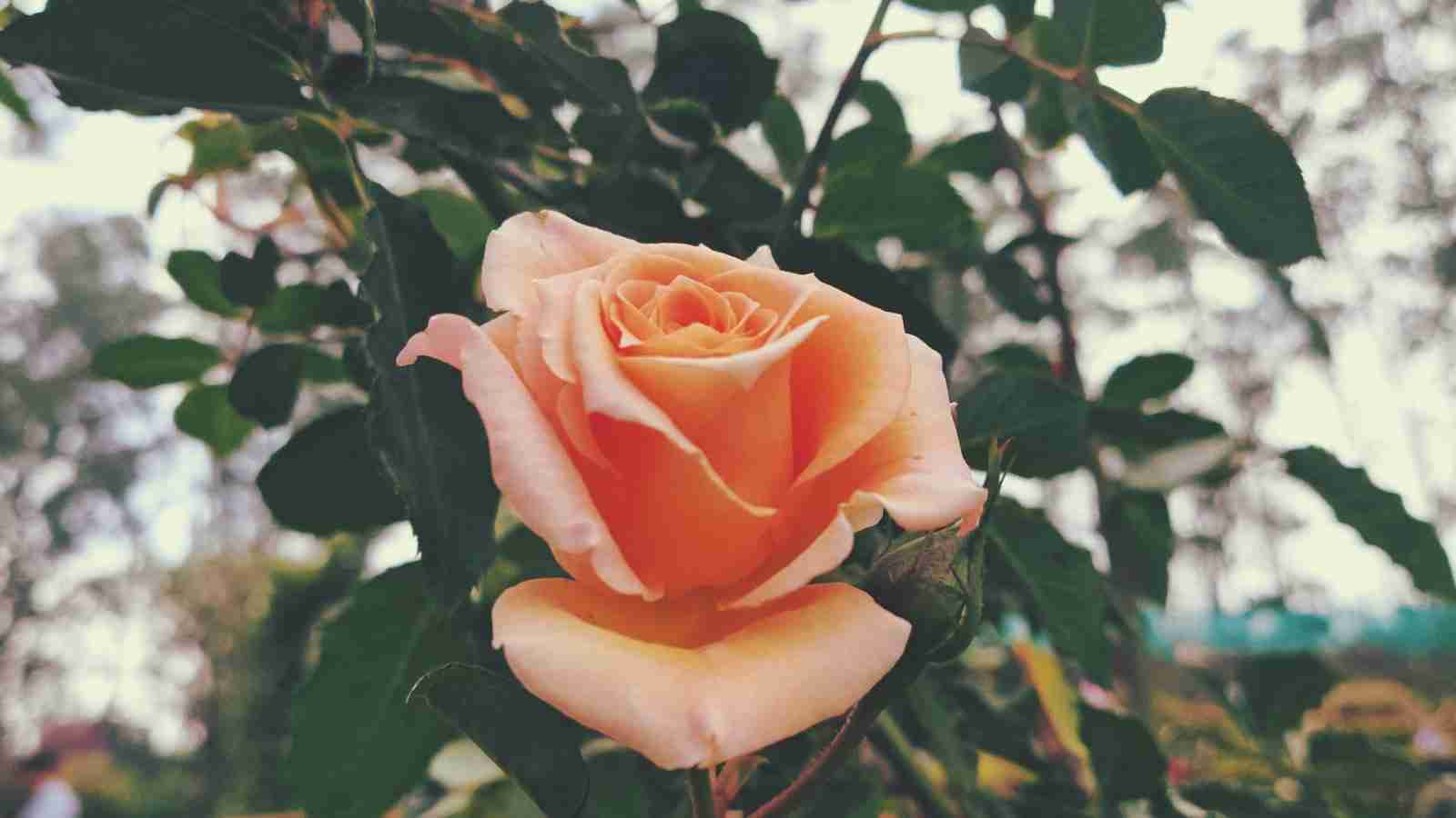 The Mighty Mini: Revolutionizing Rice Milling Machines