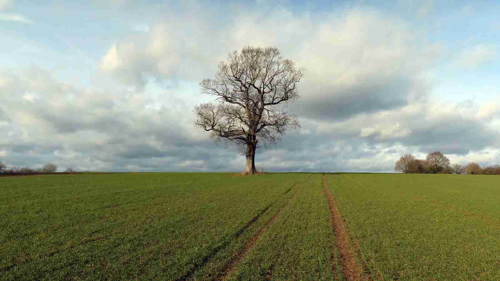 The Mighty 5-Ton Rice Mill: Harvesting Efficiency in Every Grain