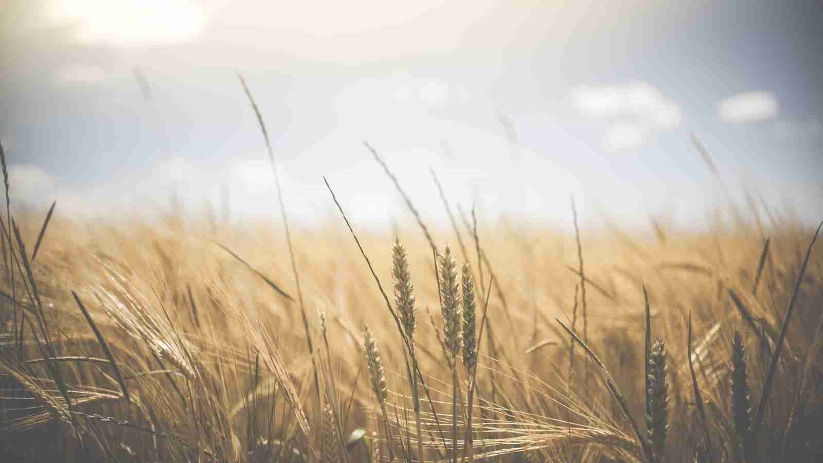 The Grain Revolution: Inside a Rice Milling Unit