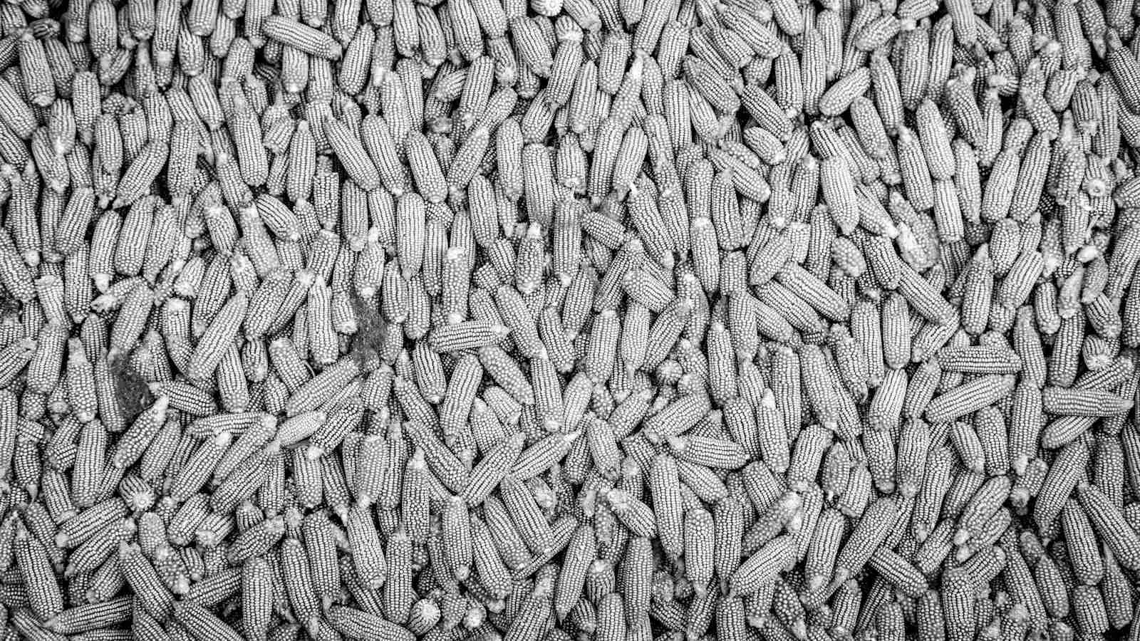 Grain-Sized Wonder: The Mini Rice Mill Revolution