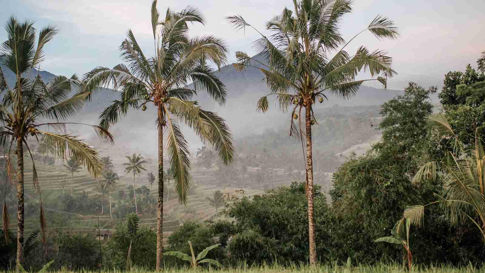 The Rice Revolution: Unleashing Efficiency with the Compact Combine Mini Rice Mill