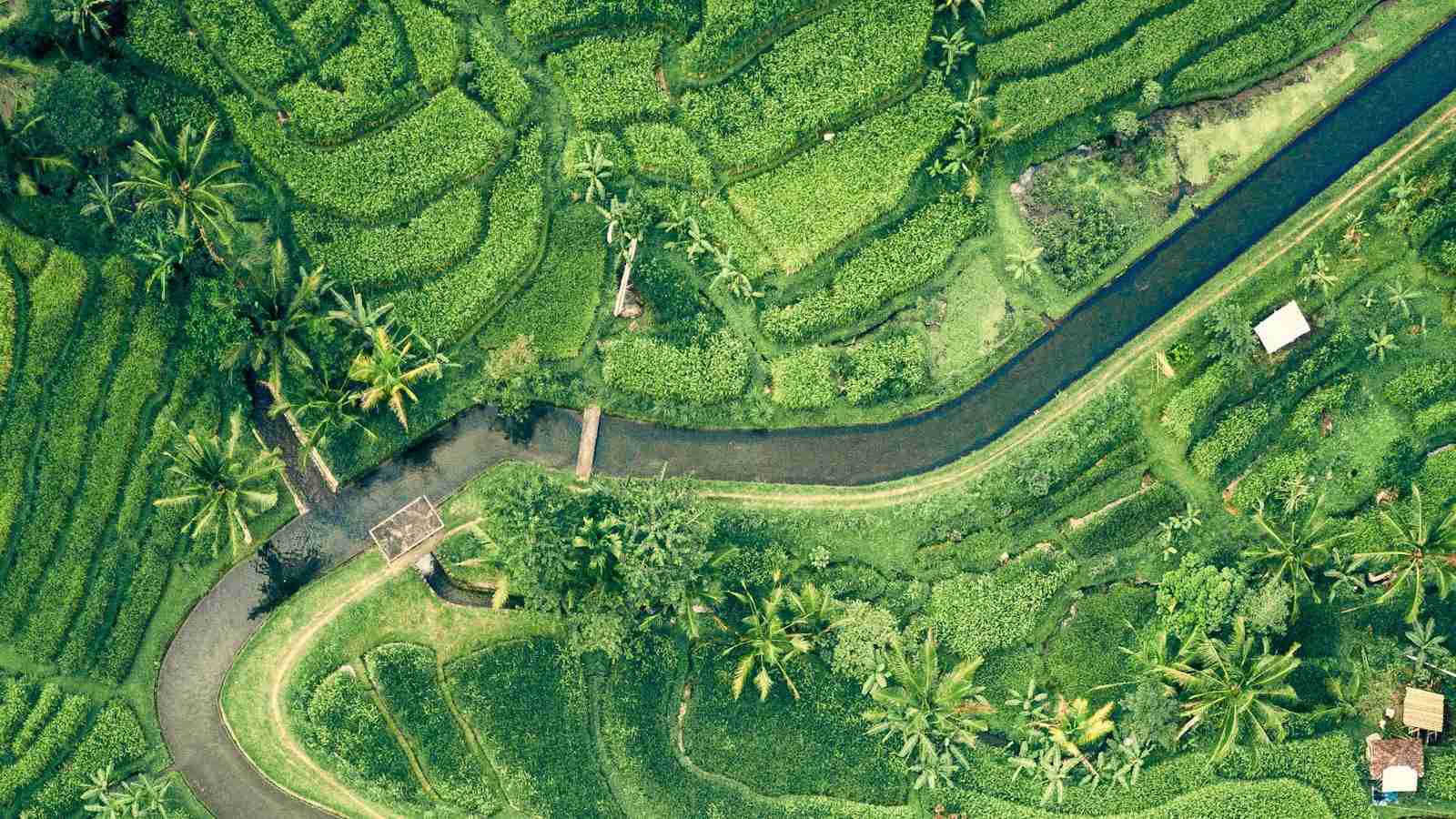 From Paddy to Plate: Exploring the Art of Rice Processing