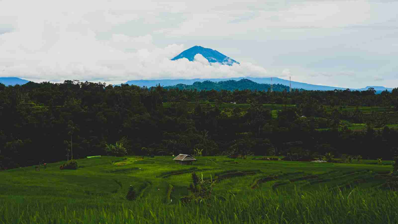 The Art of Rice Milling: Transforming Grain into Gold