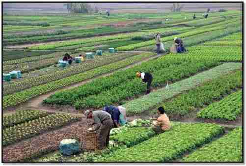 The Art of Paddy Processing: From Field to Table