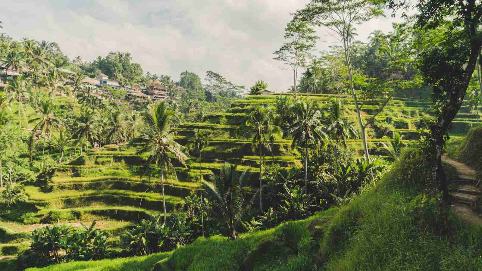 Rice Revolution: Unveiling the 2 Ton Mill Project