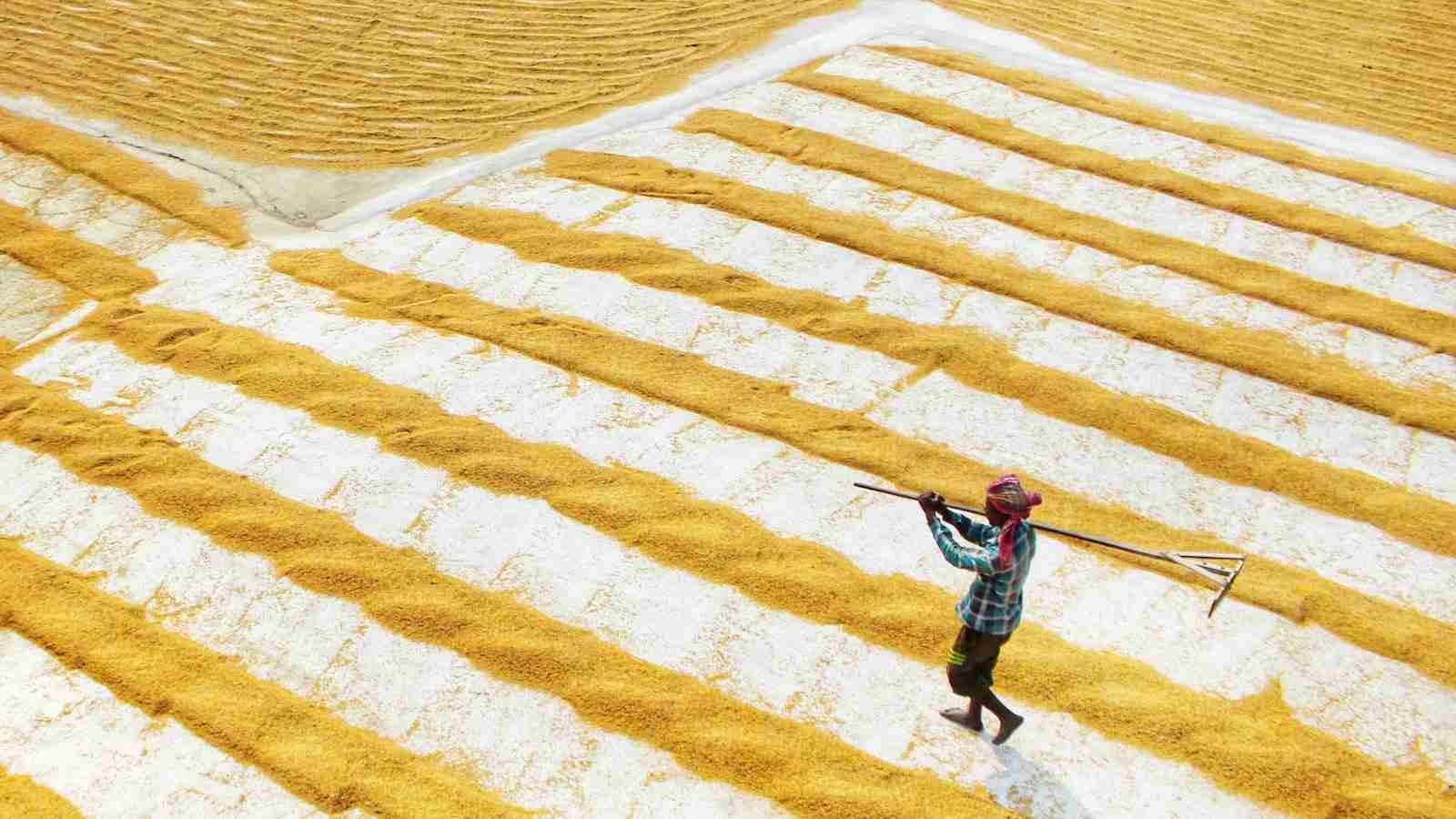 The Mighty 5-Ton Rice Mill: Revolutionizing Rice Production