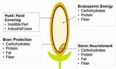 Benefits of Mini Rice Mills: Efficiency, Cost-effectiveness, and Sustainability