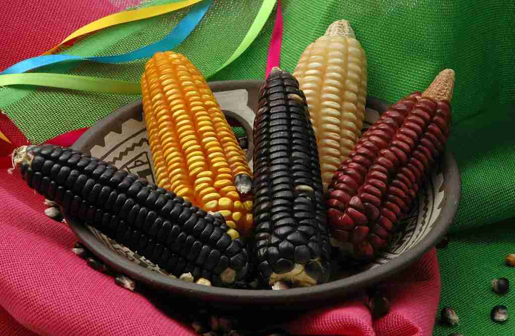 Unleashing the Power of Maize: The Milling Process 1 Exploring the Potential of Maize as a Staple Crop