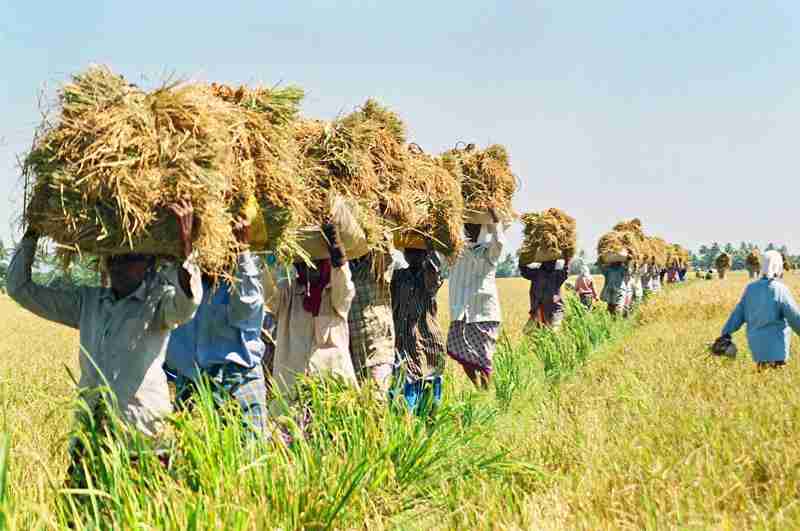 Revolutionizing Rice Production: The Compact Power of Combine Mini Rice Mills 3 - Empowering Farmers: Enhancing Productivity with Modern Technology
