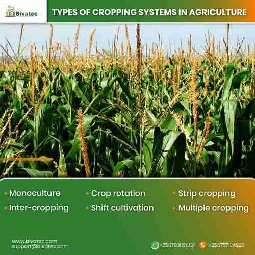 From Kernel to Table: The Fascinating World of Corn Processing 2 Exploring the Various Corn Processing Techniques