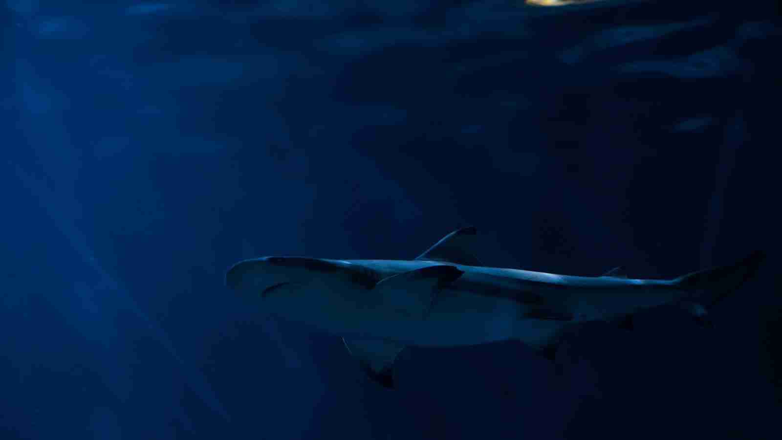 The Art of Rice Processing: Efficient Equipment Solutions 2 Streamlining Operations with Modern Rice Processing Machinery